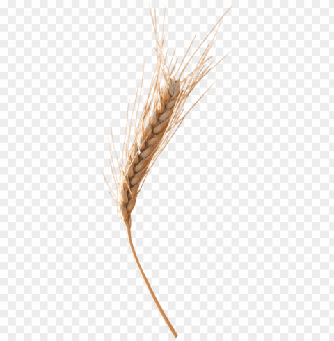 wheat ear Free download PNG images with alpha channel diversity