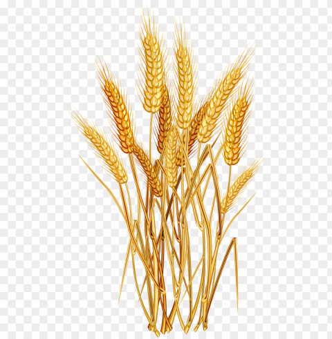 wheat euclidean vector clip art - wheat HighQuality Transparent PNG Isolated Artwork
