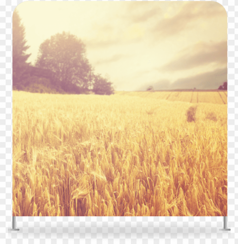 wheat field - field Free PNG images with alpha channel set