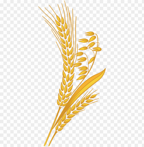 wheat grain clipart transparent library - wheat clipart Clear PNG photos