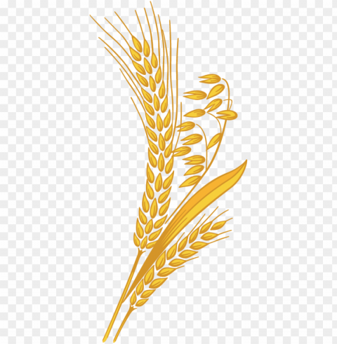 Wheat Grain Clipart Transparent Library - Wheat Clipart Clear PNG Photos