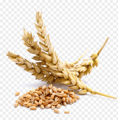 wheat image - wheat allerge Isolated Subject on HighResolution Transparent PNG