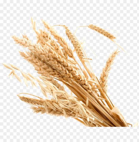wheat - wheat Transparent Background Isolated PNG Design