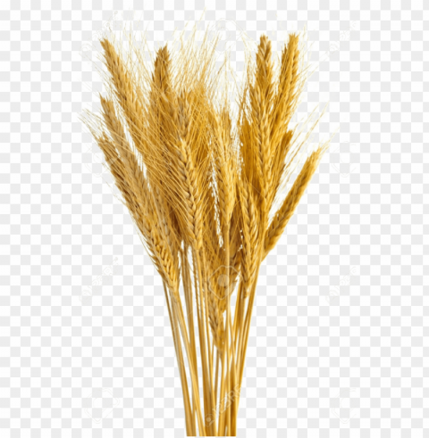 wheat vector free - wheat stalks Transparent picture PNG