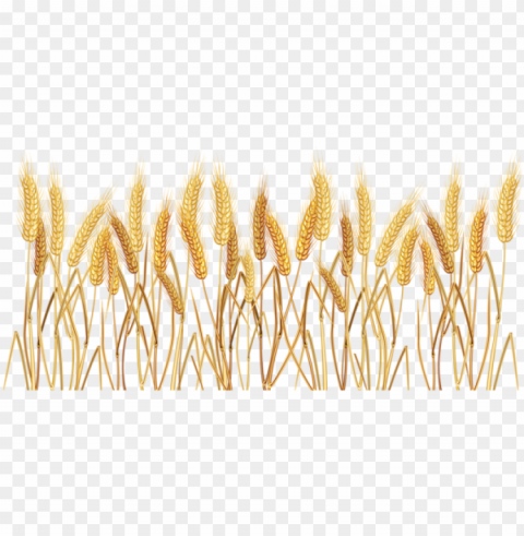 wheatgrass transparent clipart picture - wheat clipart transparent background PNG objects