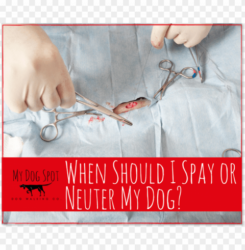 when should i spay or neuter my dog - my dog spot PNG Image Isolated with Transparent Clarity