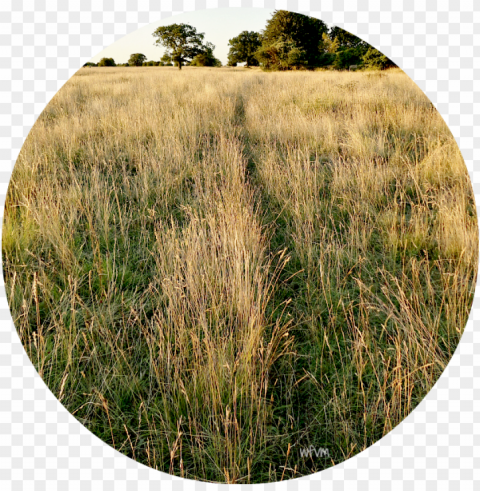 where a track used by a fox or badger cuts through - grass PNG icons with transparency PNG transparent with Clear Background ID d609e67a