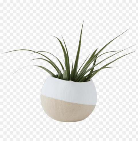 white air plant pot - white vase plant PNG Image with Clear Isolation