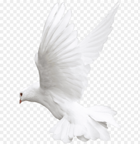 white bird for editing PNG Isolated Object with Clarity