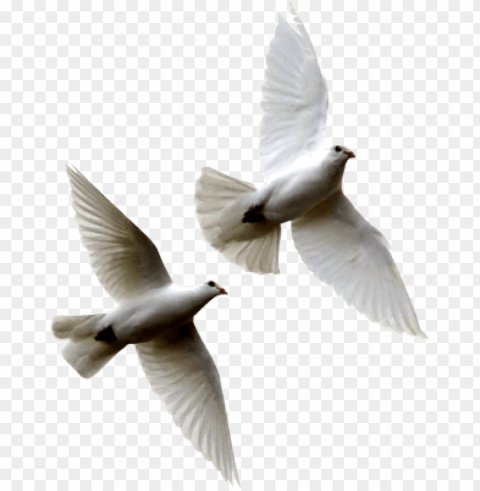 white birds flying white - doves flying HighQuality PNG Isolated Illustration
