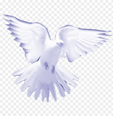 white birds on heaven PNG free transparent