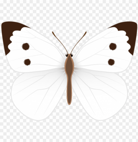 white butterfly clipart photo ideas clip - white butterfly clipart PNG transparent images for social media