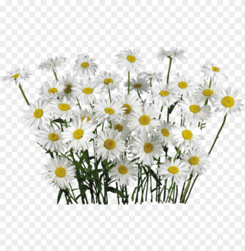 white camomile flower fifteen - camomile flower Clear background PNG images bulk