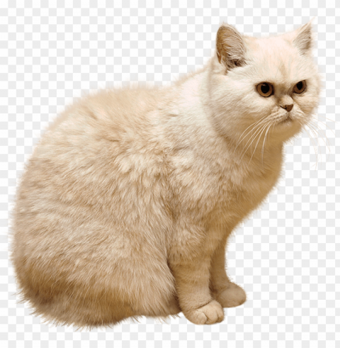 white cat Clear PNG graphics free PNG transparent with Clear Background ID dfb2dfb9