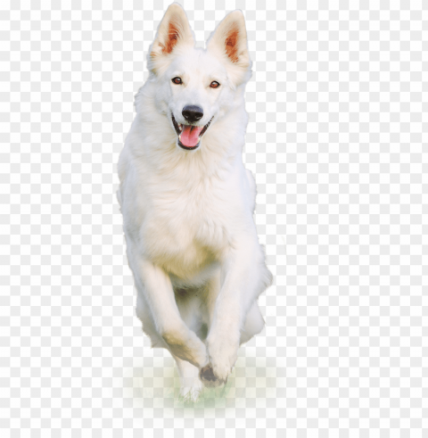 white dog - white dog hd PNG clipart with transparency