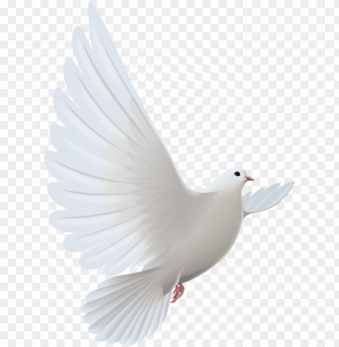 white dove Isolated Illustration in Transparent PNG