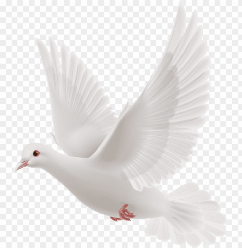 white dove flying PNG images with clear alpha channel broad assortment