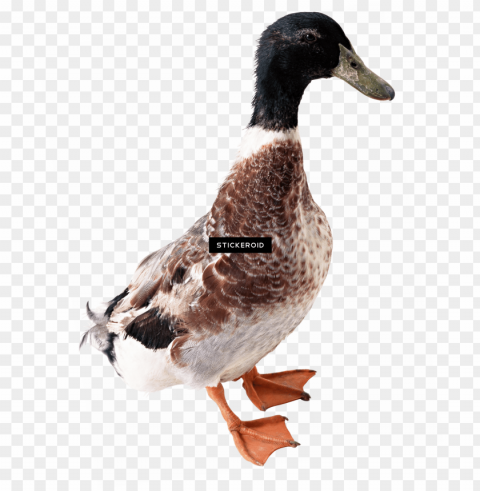 white duck - gambar bebek PNG Image with Clear Isolated Object