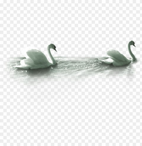 white duck image - swimming swan PNG transparent photos extensive collection