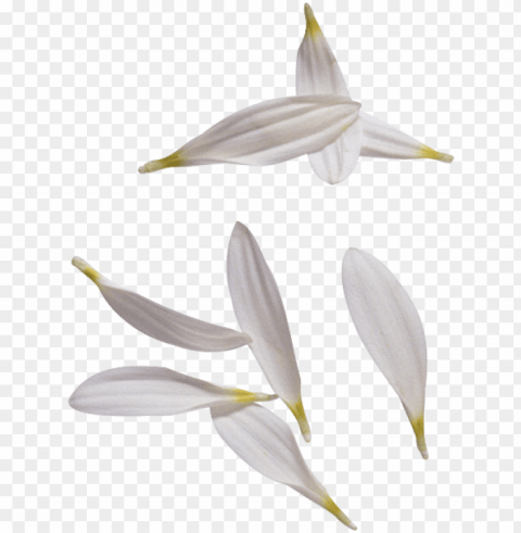 white flower petals - Лепестки Ромашки Clean Background Isolated PNG Design