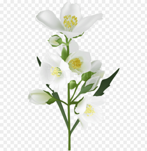 White Flower Clip Art Image - Jasmine Flower Jasmine Free PNG Images With Transparent Layers Diverse Compilation