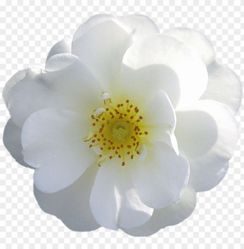 white flower - white flower transparent PNG images with clear background