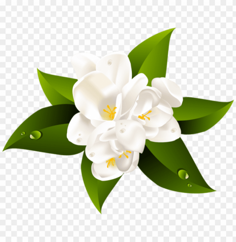 white flower transparent clip art image - clear white flower PNG with no background diverse variety