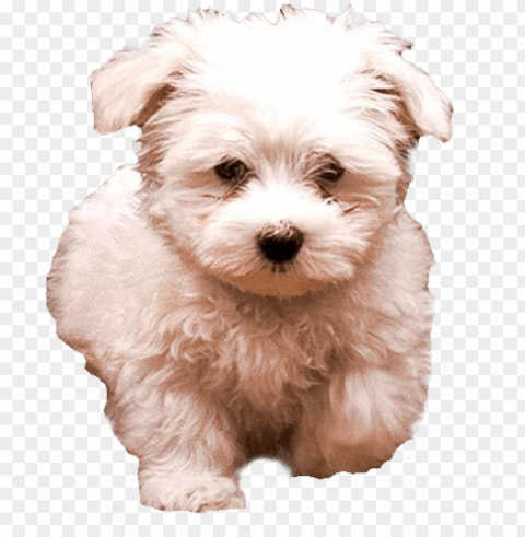 white fluffy dog image vector black and - white dog Transparent background PNG images comprehensive collection