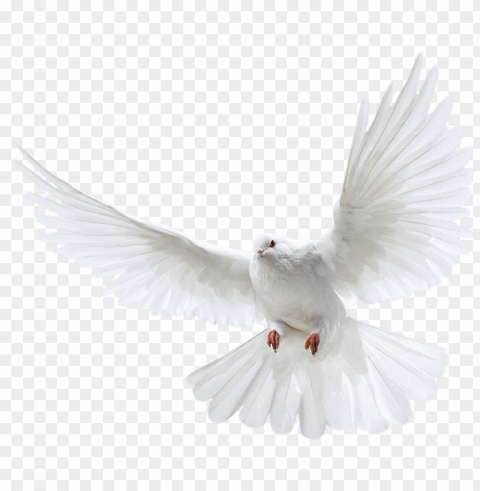 white flying pigeon image image - dove PNG images with cutout