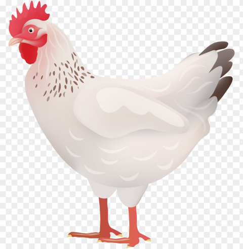 white hen image HighQuality Transparent PNG Isolated Graphic Design