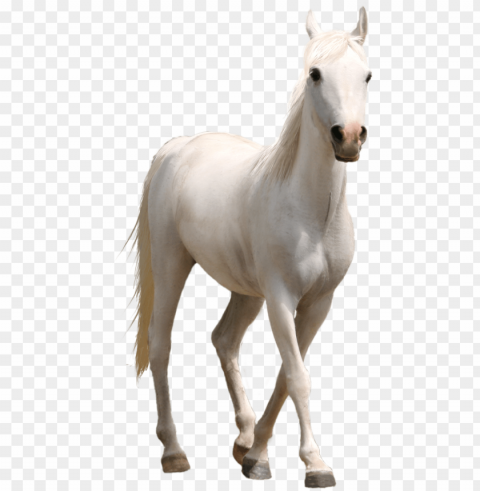 white horse three transprent photo - horse PNG art