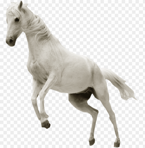 white horse - white horse transparent background PNG clipart with transparency