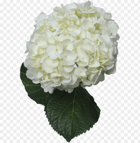 white hydrangea background Transparent PNG Isolated Element with Clarity