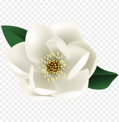white magnolia flower clip art image - white magnolia clip art Isolated Item on HighQuality PNG