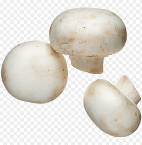 white mushrooms Isolated Design on Clear Transparent PNG