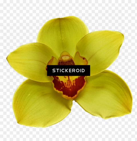 white orchid PNG files with no royalties PNG transparent with Clear Background ID cd7c9cf1