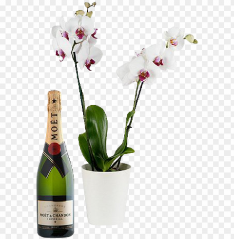 white orchid & champagne - luis duarte artefacto touriga nacional selected harvest PNG with no cost