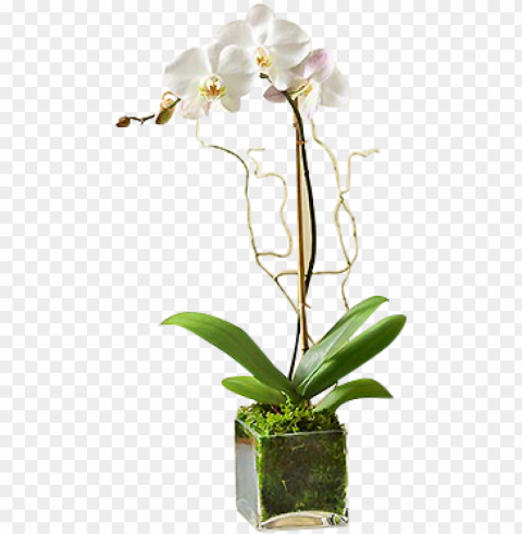 white orchid plant - white phalaenopsis orchid - flowers by 1-800 flowers PNG high resolution free