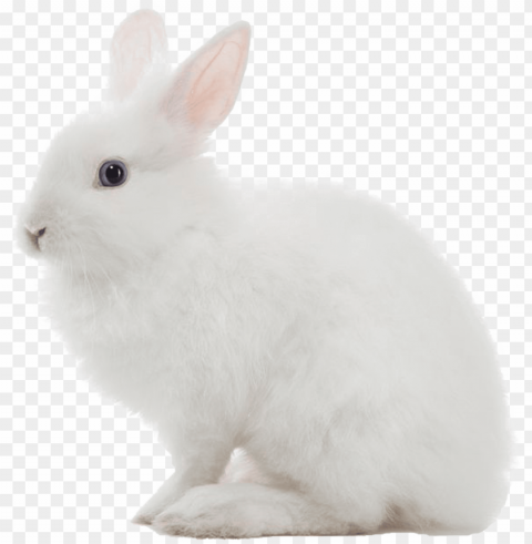 white rabbit image - white rabbit Transparent Background Isolated PNG Design Element
