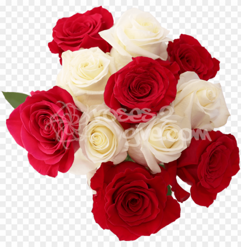 white - red combination - white and red rose flowers PNG images with no limitations