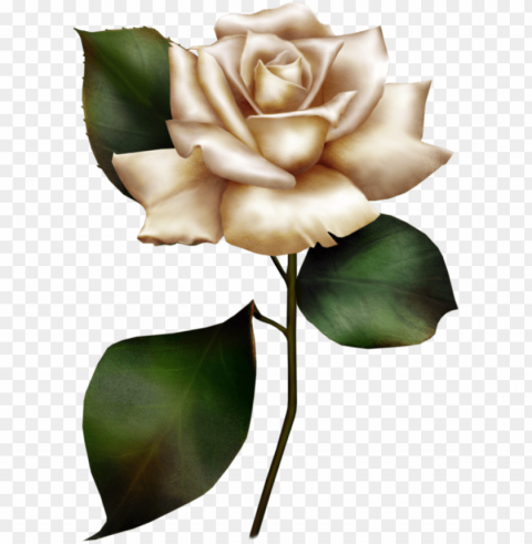 White Rose Clipart Transparent Background Isolated PNG Figure