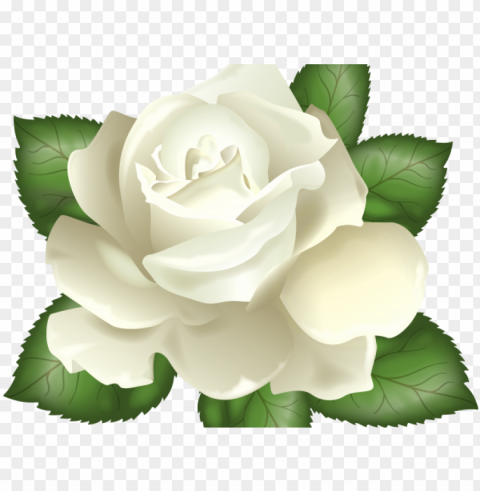 white rose clipart real - white rose background Isolated Artwork on HighQuality Transparent PNG
