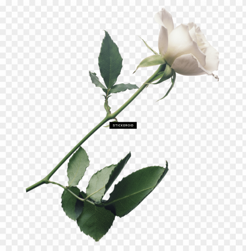 white rose flower white rose roses - white rose Transparent background PNG gallery
