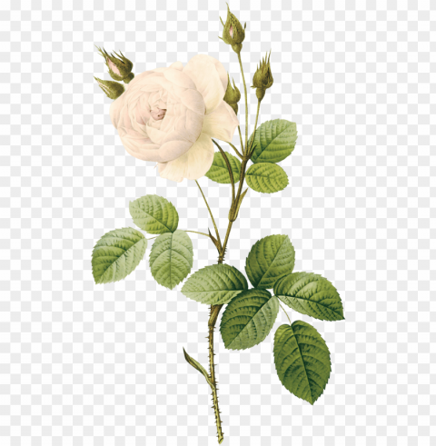 white rose image flower white rose picture - white flower illustration Isolated Item with Transparent PNG Background