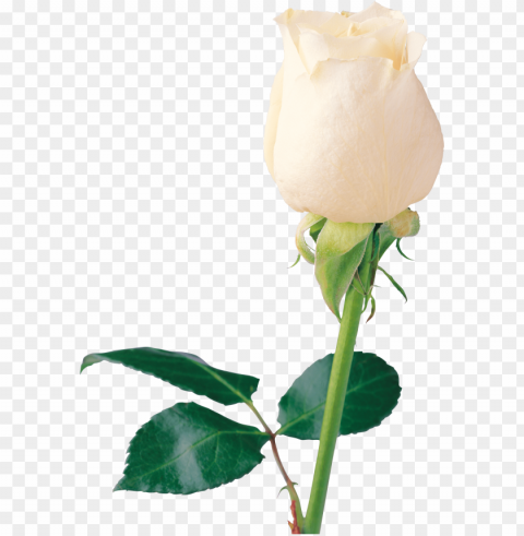 Flower White Rose PNG Image With Isolated Icon