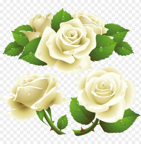 white rose image flower white rose picture - white rose vector free Isolated Subject in Transparent PNG Format