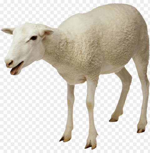 white sheep Transparent Background PNG Object Isolation