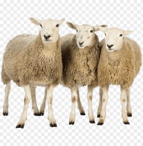 white sheep Transparent background PNG photos