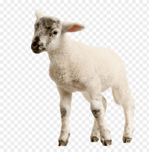 white sheep Transparent background PNG stock