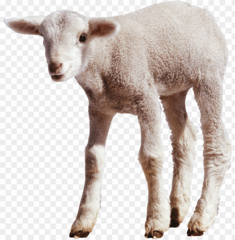 white sheep Transparent background PNG stockpile assortment PNG transparent with Clear Background ID f69124fc